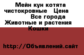 Мейн-кун котята чистокровные › Цена ­ 25 000 - Все города Животные и растения » Кошки   